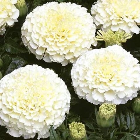 Golden Hills Marigold Dbl White F2 Flower Seeds