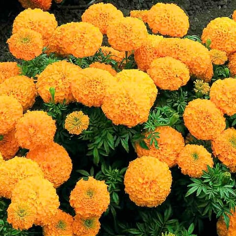 Golden Hills Marigold Dbl Dwarf Orange (F2) Flower Seeds