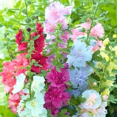 गोल्डन हिल्स होलीहॉक समर कार्निवल मिक्स (एल्सिया रोसिया) फूल के बीज