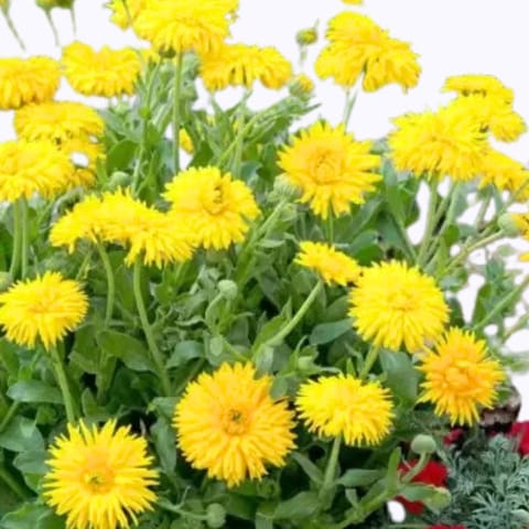 Golden Hills Calendula officinalis Fiesta Gitana Yellow Flower Seeds