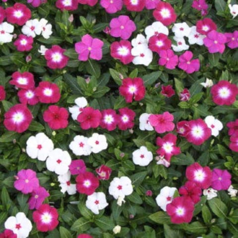 Golden Hills Vinca rosea Pacifica Dwarf Special Mix Flower Seeds