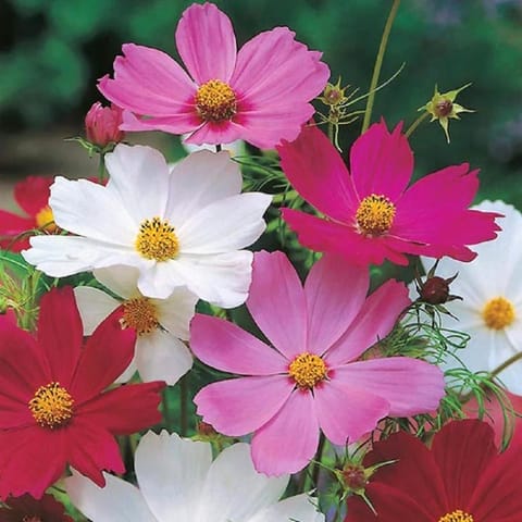 Golden Hills Cosmos Bipinnatus Dwarf Sensations Mix Cbs Flower Seeds