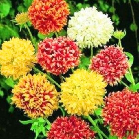 Golden Hills Gaillardia pulchela Mix Flower Seeds