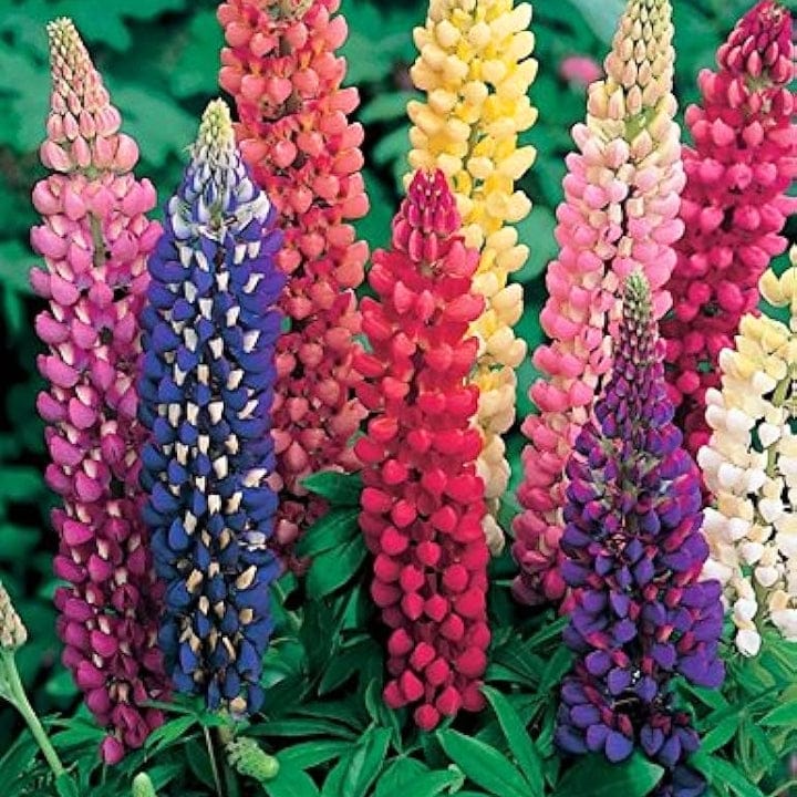 Golden Hills Lupin Hartwegii Dwarf Pixii Mix Flower Seeds