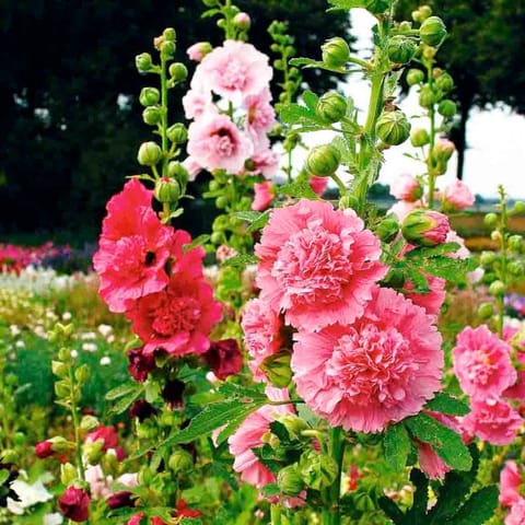 Golden Hills Hollyhocks Dwarf Double Mix Flower Seeds