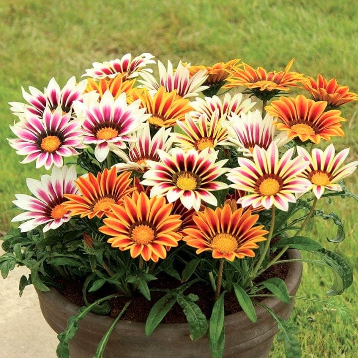 Golden Hills Gazania Sunshine Hybrids Mix Flower Seeds