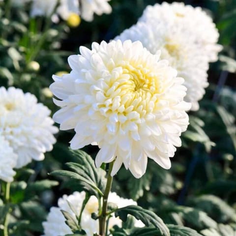 गोल्डन हिल्स गुलदाउदी सफेद फूल के बीज