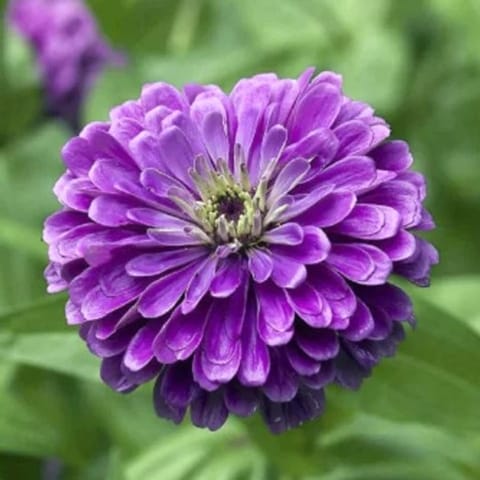 Golden Hills Elegance Dahlia Flowered Royal Purple Flower Seeds