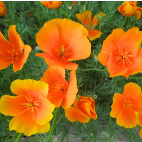 Golden Hills California Poppy Orange Flower Seeds