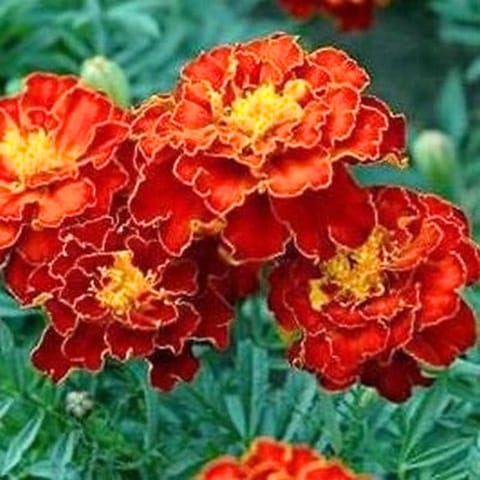 Golden Hills French Marigold Scarlet Red (Tegetes Nana Petula) Flower Seeds