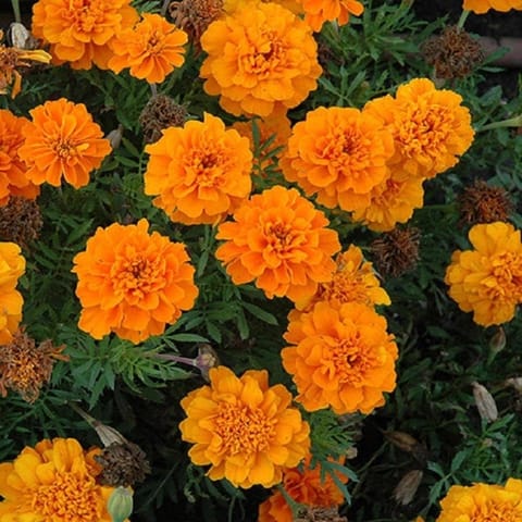 Golden Hills Marigold Gulzafri Orange Flower Seeds