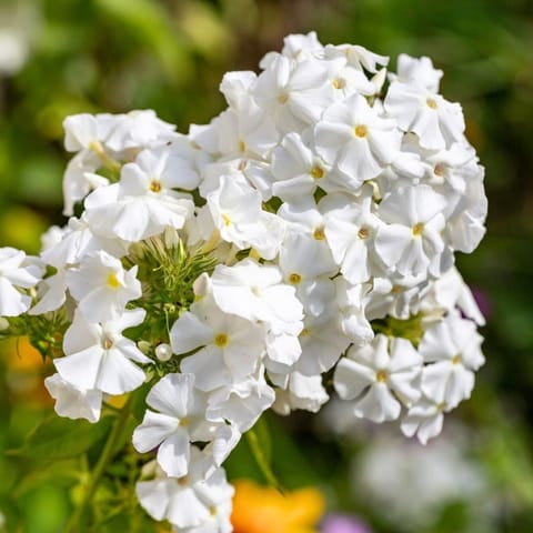 Golden Hills Phlox Beauty Dwarf White Flower Seeds