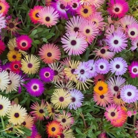 Golden Hills Mesembryanthemum Mix (Burf) Flower Seeds