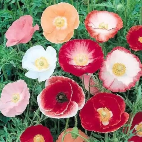Golden Hills Indian Shirley Poppy Mix (Papaver Roheas) Flower Seeds
