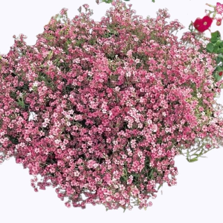 Golden Hills Gypsophila Carmine Flower Seeds