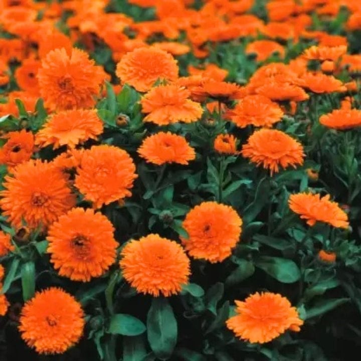 Golden Hills Calendula Officinalis Fiesta Gitana Orange Flower Seeds