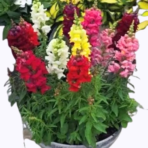 Golden Hills Antirrhinum Tomb Thumb Mix Flower Seeds