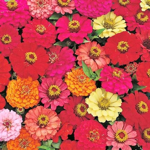 Golden Hills Zinnia Pulcino Dwarf Mix Flower Seeds