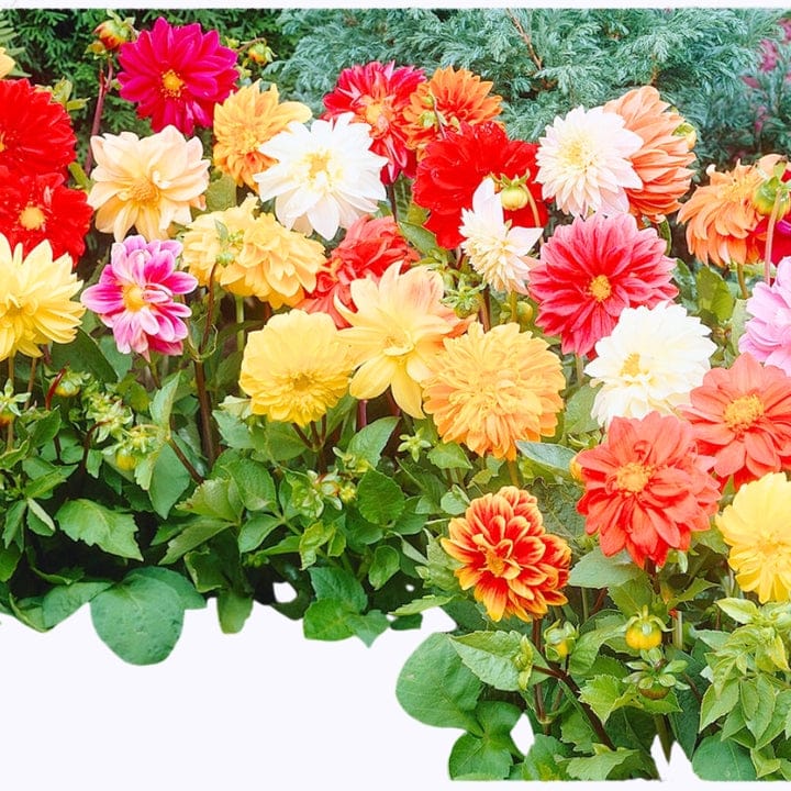 Golden Hills Dahlia Unwins Hybrids Mix Flower Seeds