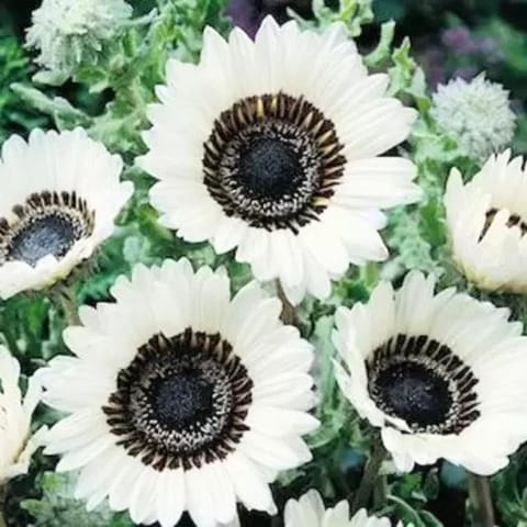 गोल्डन हिल्स वेनेडियम फास्टुओसम सफेद फूल के बीज