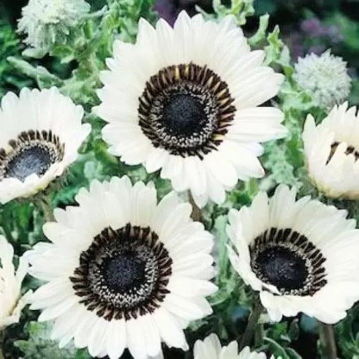 Golden Hills Venedium Fastuosum White Flower Seeds