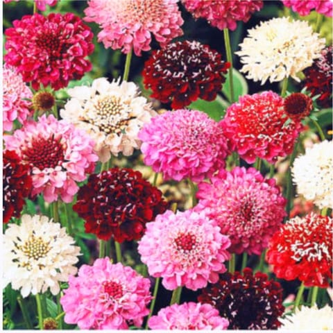 Golden Hills Scabiosa Tall Double Mix Flower Seeds