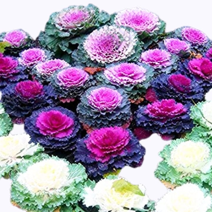 Golden Hills Ornamental Kale Round Leaves Mix Flower Seeds