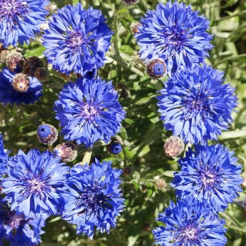 गोल्डन हिल्स कॉर्नफ्लावर ब्लू फूल के बीज