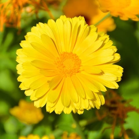 Golden Hills Coreopsis Lanceolata Dwarf Mayfield Flower Seeds