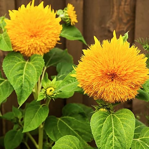 Golden Hills Sunflower Teddy Bear (Helianthus) Flower Seeds