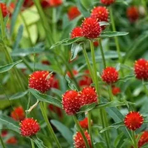 Golden Hills Gomphrena Strawberry Fields Red Flower Seeds