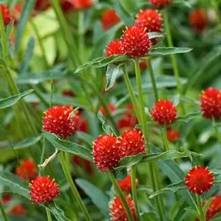 गोल्डन हिल्स गोम्फ्रेना स्ट्रॉबेरी फील्ड्स लाल फूल के बीज