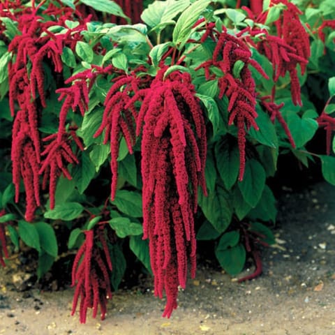 Golden Hills Amaranthus caudatus Love Lies Bleeding Flower Seeds