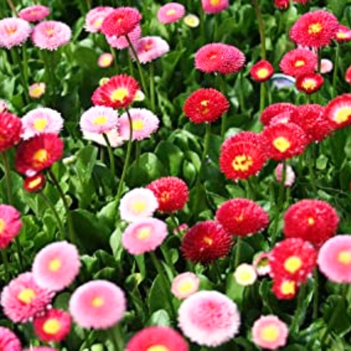 Golden Hills Daisy Double Monstrosa Mix (Bellis perennis) Flower Seeds