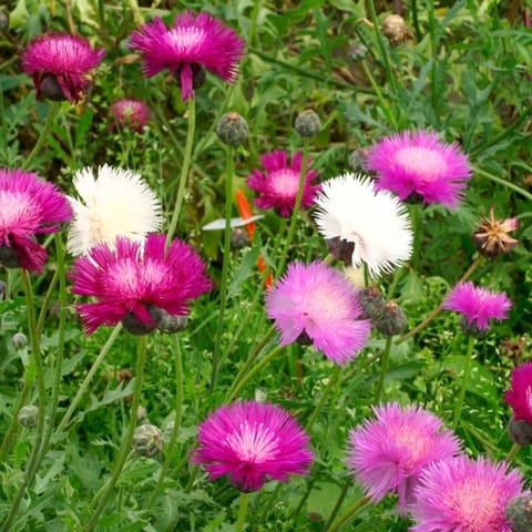 गोल्डन हिल्स स्वीट सुल्तान (सेंटेउरिया मोस्काटा) फूल के बीज