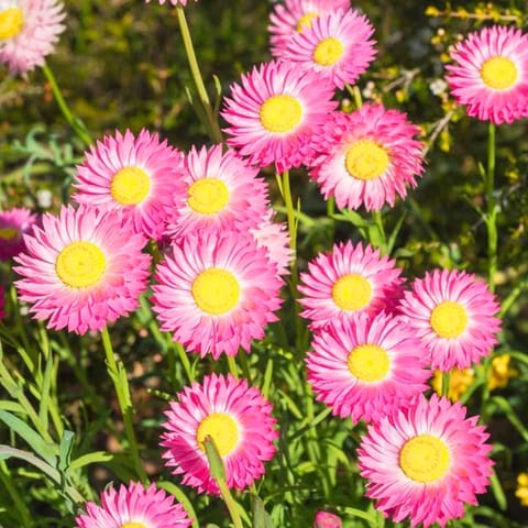 Golden Hills  Acroclinium Double Mix Flower Seeds