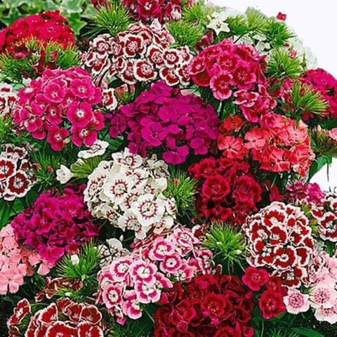 Golden Hills Sweet William Wee Willie Mix Flower Seeds