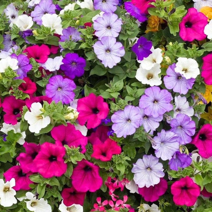 Golden Hills Petunia Nana Compacta Mix Flower Seeds