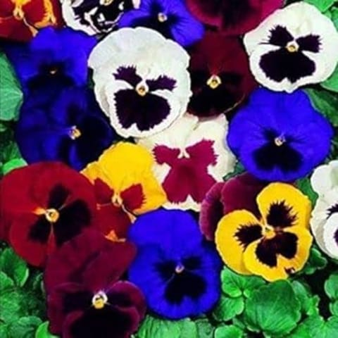 Golden Hills Pansy Swiss Giant Mix Flower Seeds