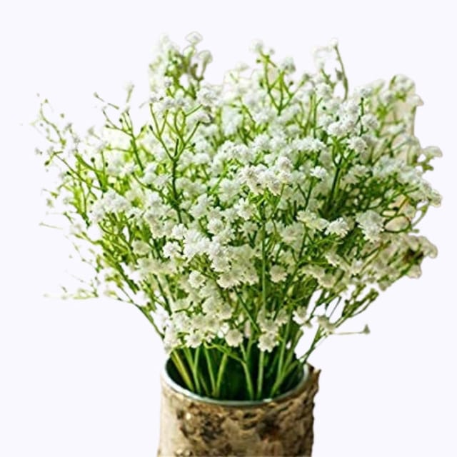 गोल्डन हिल्स जिप्सोफिला सफेद फूल के बीज