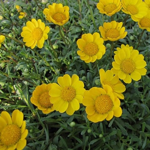 Golden Hills Chrysanthemum Multicaule Yellow Flower Seeds