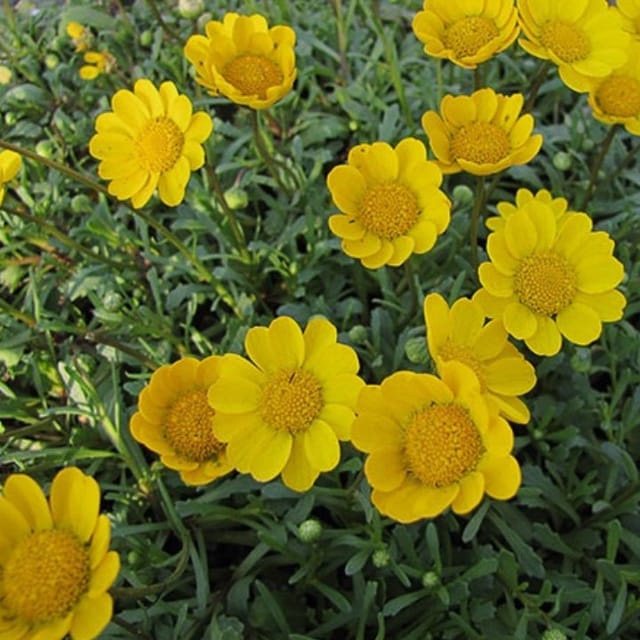 Golden Hills Chrysanthemum Multicaule Yellow Flower Seeds