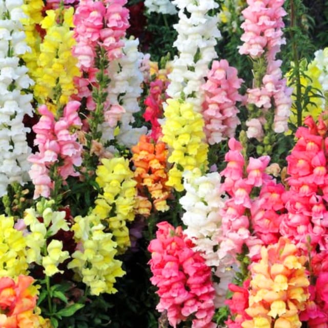 Golden Hills Antirrhinum Semi-Tall Mix Flower Seeds