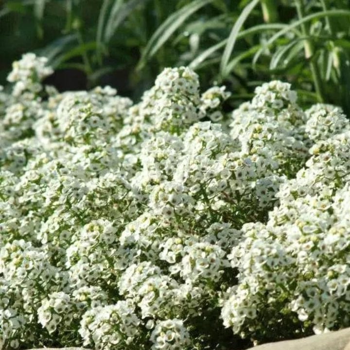 Golden Hills Alyssum White Flower Seeds