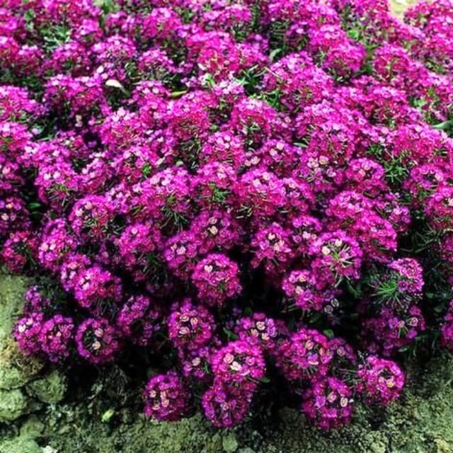 गोल्डन हिल्स एलीसियम रोज़-ओ-डे रोज़ (लोबुलेरिया प्रोकम्बेंस) फूल के बीज