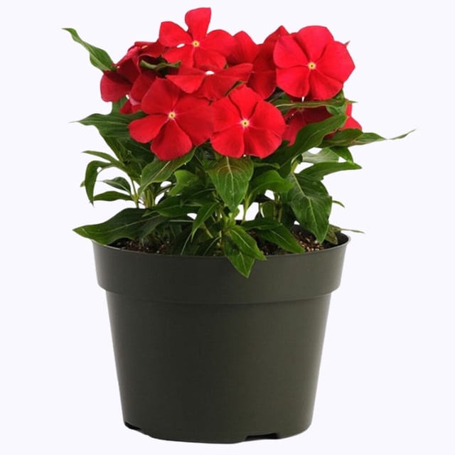 Golden Hills Vinca rosea Nana Red Cherry Dwarf Flower Seeds