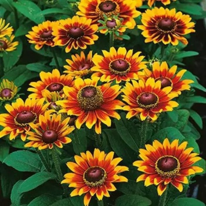 Golden Hills Rudbeckia rustic Dwarf Mix Flower Seeds