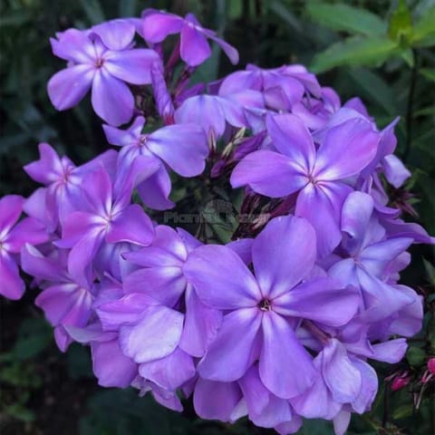 Golden Hills Phlox Beauty Dwarf Blue Flower Seeds