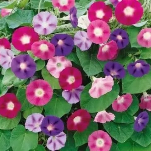 गोल्डन हिल्स इपोमिया मॉर्निंग ग्लोरी पर्पूरिया मिक्स फूल के बीज