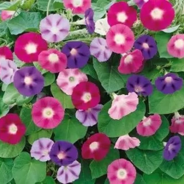 Golden Hills Ipomea Morning Glory Purpurea Mix Flower Seeds